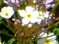 �A���h���T�Z�E�X�^�[�_�X�g(Androsace stardust) 