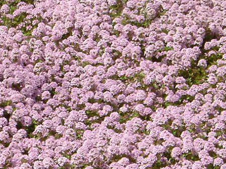 �N���[�s���O�^�C�� (Creeping thyme)