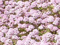 �N���[�s���O�^�C�� (Creeping thyme) 