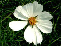 �R�X���X(Cosmos)
