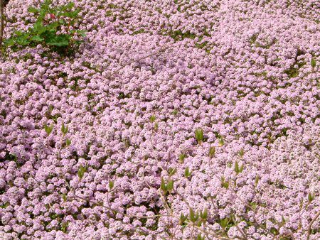 �N���[�s���O�^�C�� (Creeping thyme)