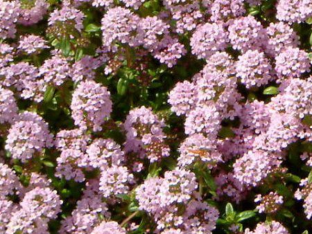 ���E�V���C�u�L�W���R�E�\�E�i�m��ɐ��l�����A�w���FThymus serpyllum�j