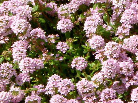 �N���[�s���O�^�C�� (Creeping thyme)