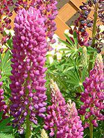 ���s�i�X(Lupinus)
