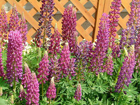 ���s�i�X(Lupinus)
