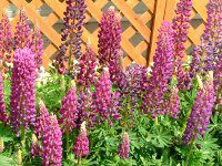 ���s�i�X(Lupinus)-�l���ΉԔ�#46