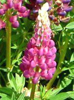 ���s�i�X(Lupinus)