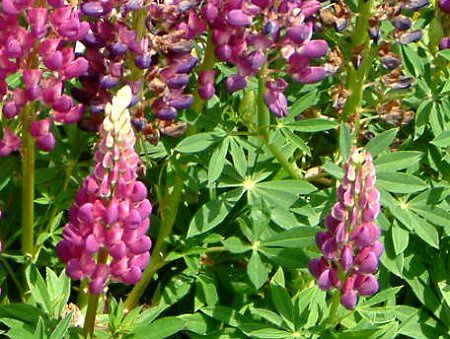 ���s�i�X(Lupinus)
