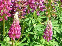 ���s�i�X(Lupinus)-�l���ΉԔ�#46