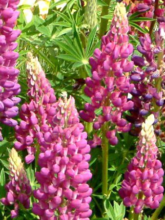 ���s�i�X(Lupinus)