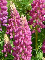 ���s�i�X(Lupinus)-�l���ΉԔ�#46