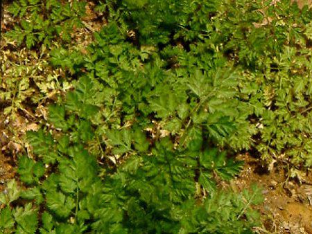 �`���[�r��(Chervil)