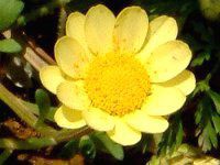 �N���T���Z�}���E�����`�R�[���iChrysanthemum multicaule�j