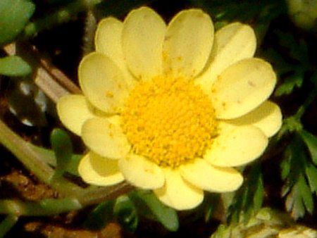 �N���T���Z�}���E�����`�R�[��(Chrysanthemum multicaule)
