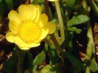 �N���T���Z�}���E�����`�R�[��(Chrysanthemum multicaule)