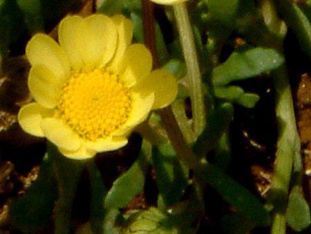 �N���T���Z�}���E�����`�R�[��(Chrysanthemum multicaule)
