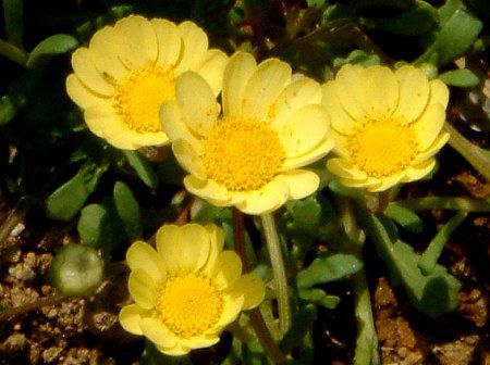 �N���T���Z�}���E�����`�R�[��(Chrysanthemum multicaule)