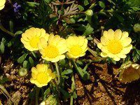 �N���T���Z�}���E�����`�R�[��(Chrysanthemum multicaule)