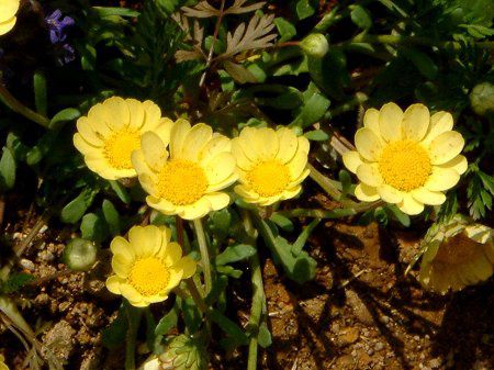 �N���T���Z�}���E�����`�R�[��(Chrysanthemum multicaule)