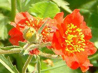 �Q�E��(Geum) 