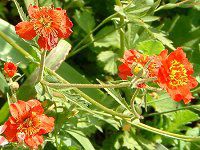 �Q�E��(Geum) 