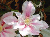 �N���}�`�X(Clematis)