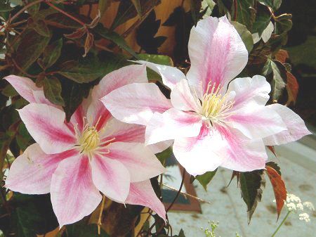 �N���}�`�X(Clematis)