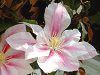 �N���}�`�X(Clematis)
