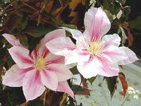 �N���}�`�X(Clematis)