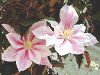 �N���}�`�X(Clematis)