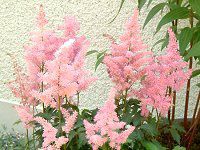 �A�X�`���x�iAstilbe�j