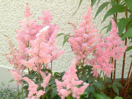 �A�X�`���x(Astilbe)