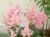 �A�X�`���x(Astilbe)