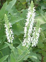 �z���C�g�y�p�[�~���g(White peppermint)