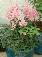 �A�X�`���x(Astilbe)