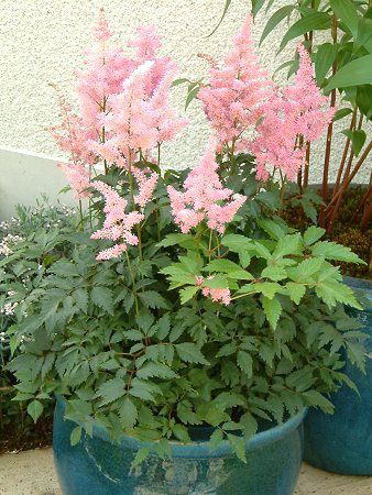 �A�X�`���x(Astilbe)