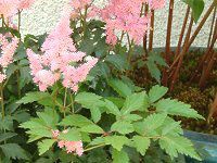 �A�X�`���x(Astilbe)