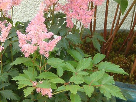 �A�X�`���x(Astilbe)