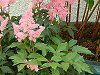 �A�X�`���x(Astilbe)