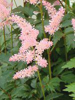 �A�X�`���x(Astilbe)