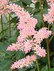 �A�X�`���x(Astilbe)