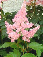 �A�X�`���x(Astilbe)