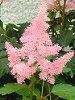 �A�X�`���x(Astilbe)