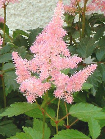 �A�X�`���x(Astilbe)