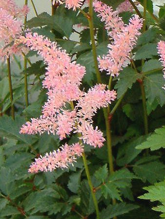 �A�X�`���x(Astilbe)