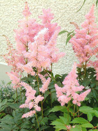 �A�X�`���x(Astilbe)