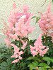 �A�X�`���x(Astilbe)