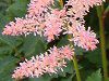 �A�X�`���x(Astilbe)