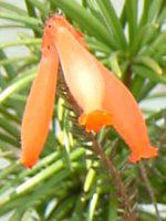 �G���J�t�@�C���[�q�[�X(Erica fire heath)