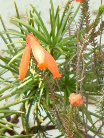 �G���J�t�@�C���[�q�[�X(Erica fire heath)